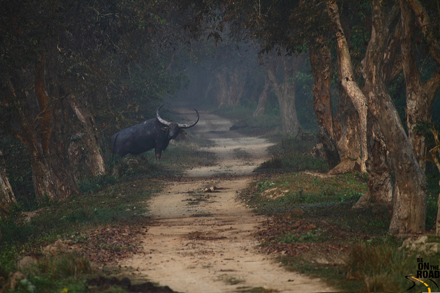 Wild Buffalo at Kaziranga National Park