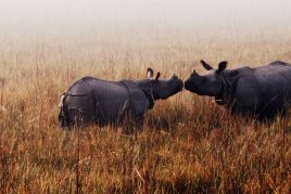 Luxury Wildlife Tour of Assam