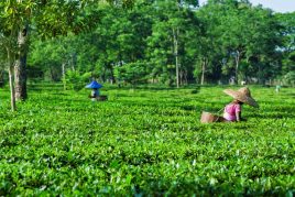 Tea Garden & Horse Riding Holiday in Assam