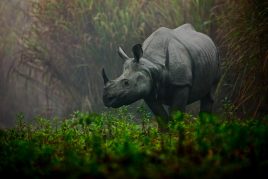 Kaziranga National Park Wildlife Tour